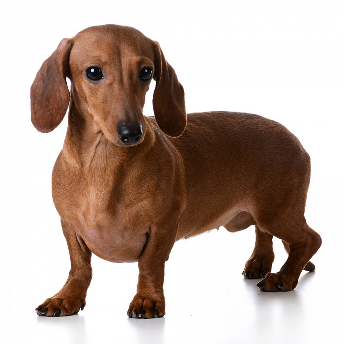 Такса гладкошерстная (кроличья / миниатюрная)