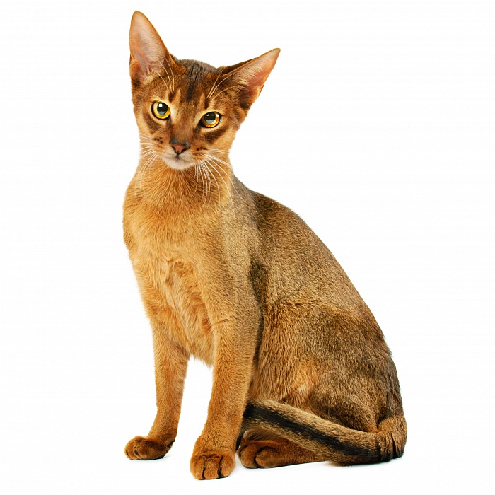 Абиссинская кошка
