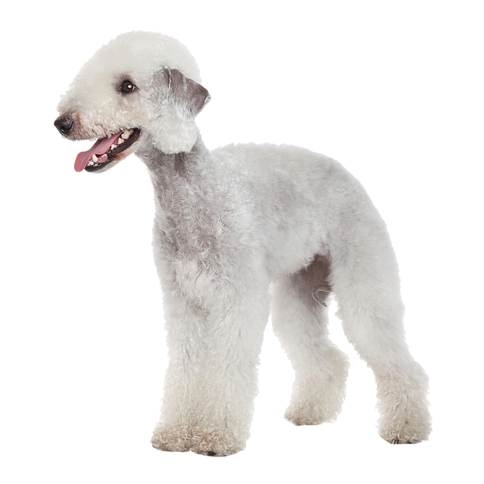 Бедлингтон терьер