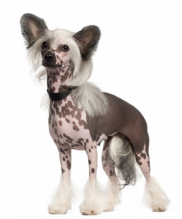 Китайская хохлатая голая