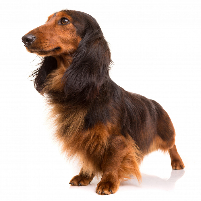 Такса длинношерстная (стандартная)