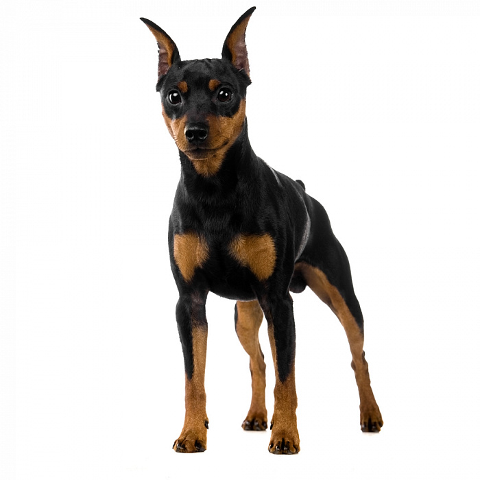 Цвергпинчер