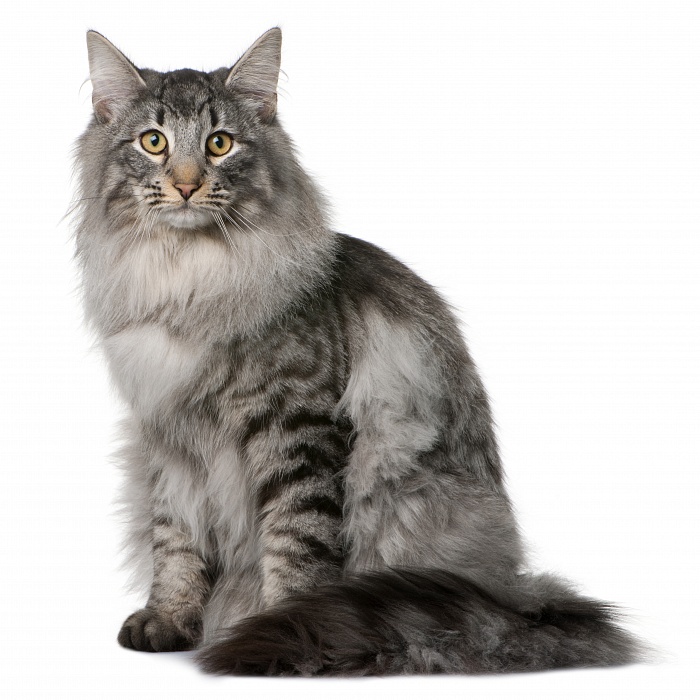 Сибирская кошка