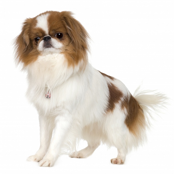 Японский Хин