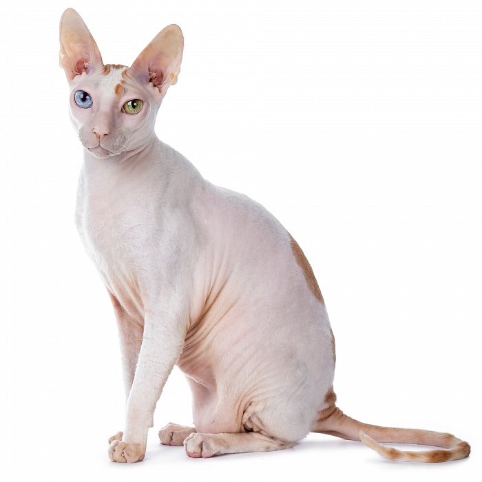 Корниш-Рекс