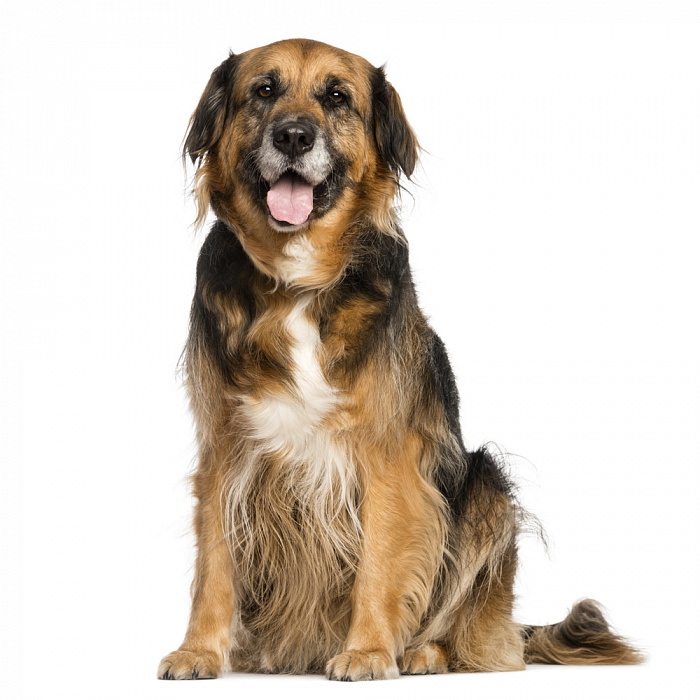 Метис крупный (от 15 кг)