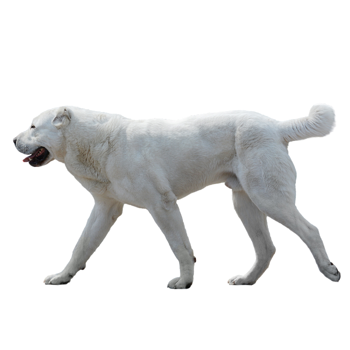 Алабай (Среднеазиатская овчарка)