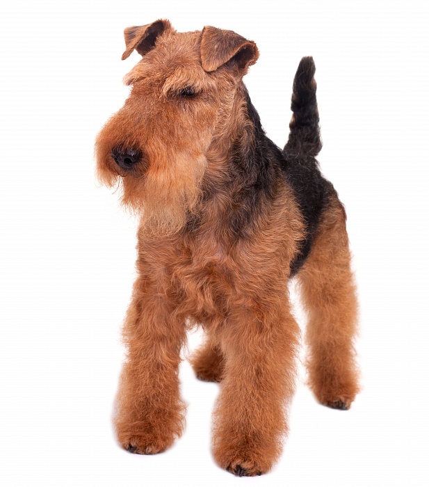 Вельштерьер