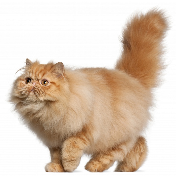 Персидская кошка