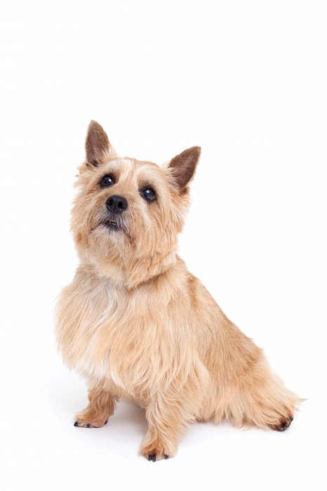 Норвич терьер