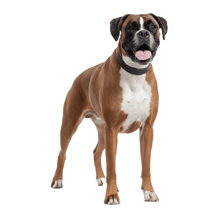 Немецкий Боксер