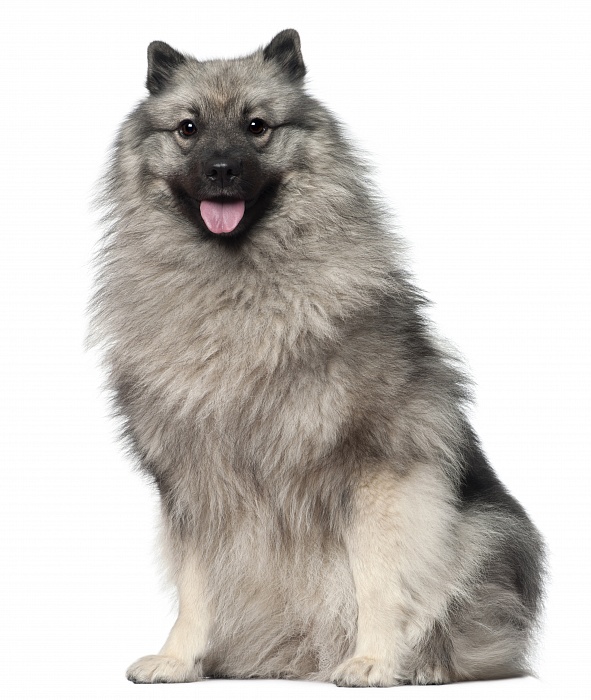 Вольфшпиц (Кеесхонд)