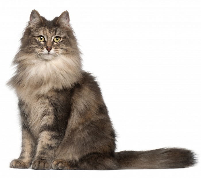 Норвежская лесная кошка