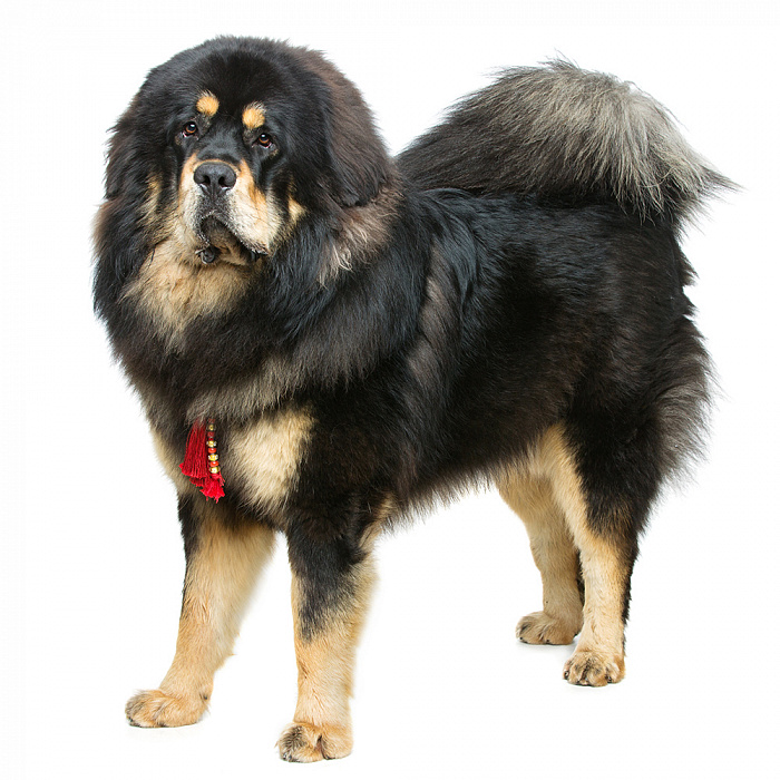 Тибетский мастив