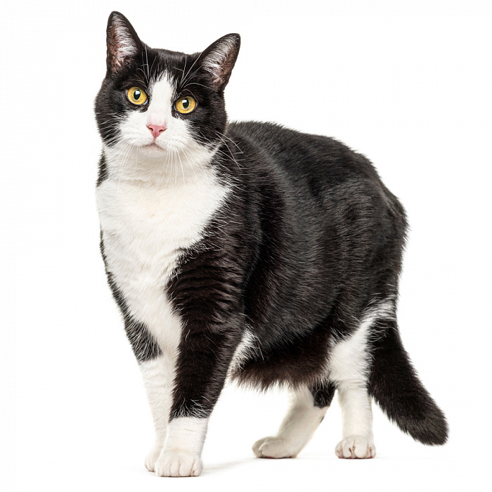 Обычная кошка