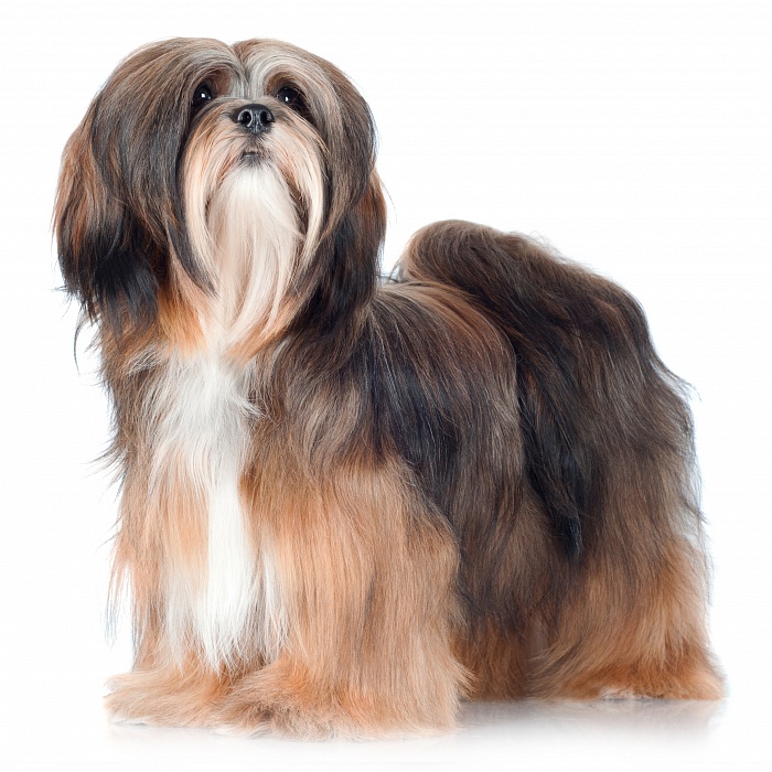 Лхасский апсо