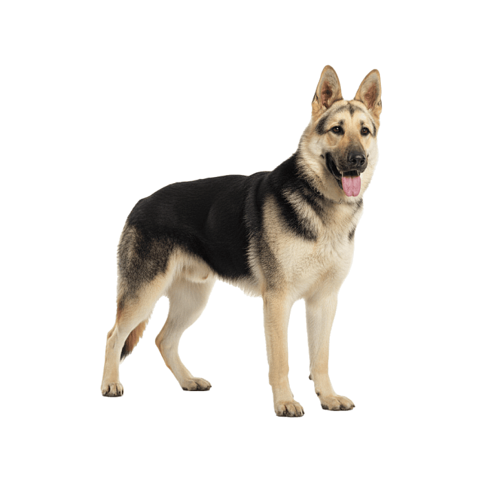 Восточно-европейская овчарка