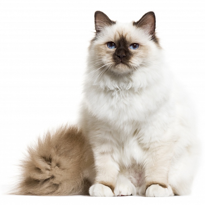 Бирманская кошка