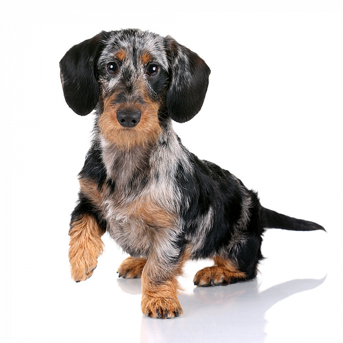 Такса жесткошерстная (кроличья миниатюрная)