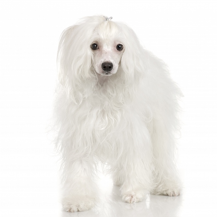 Китайская хохлатая пуховка