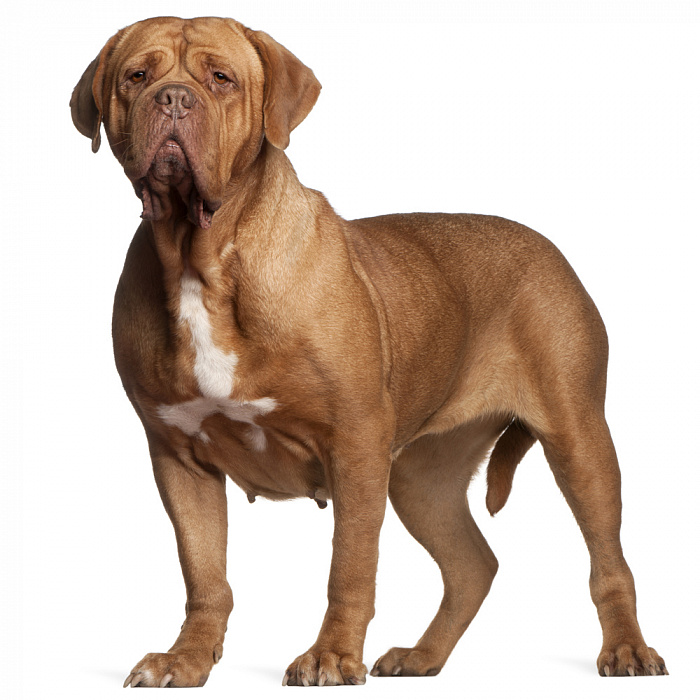 Бордосский дог