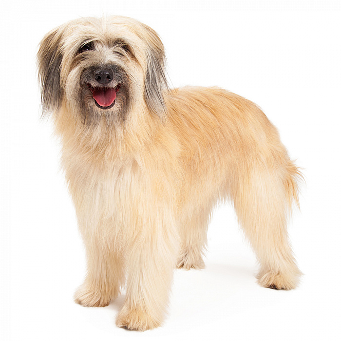 Пикардийская овчарка