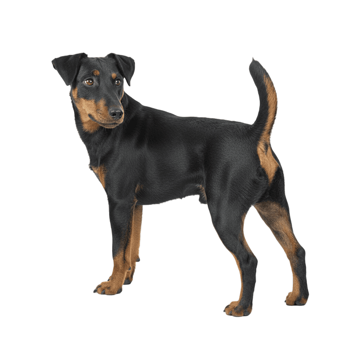 Ягдтерьер Короткошерстный