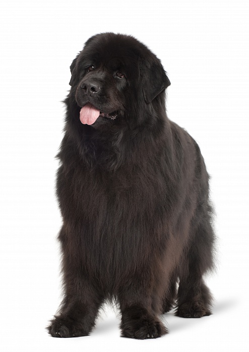 Ньюфаундленд