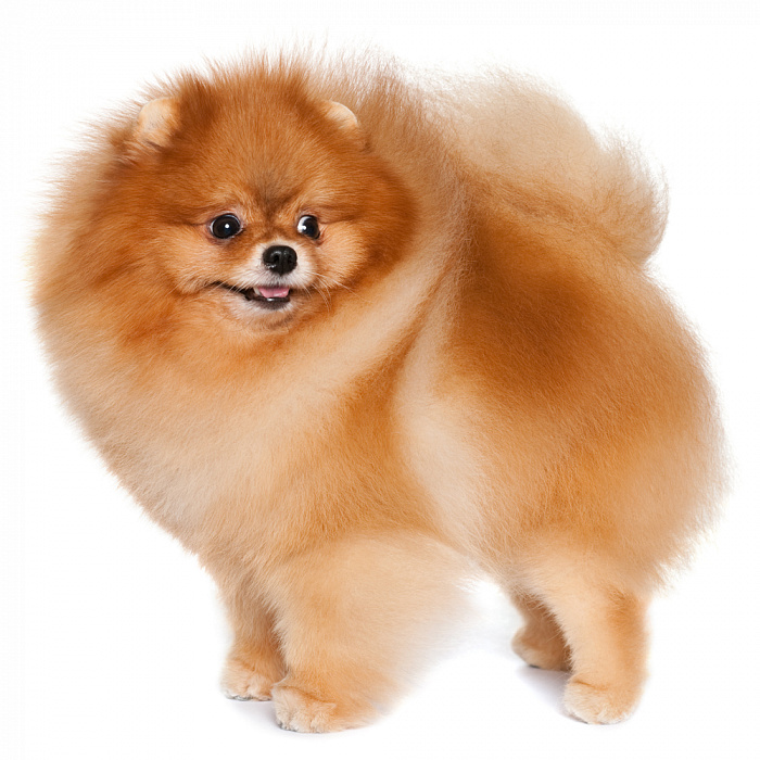 Шпиц той (померанский тип)