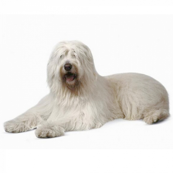 Южно-русская овчарка