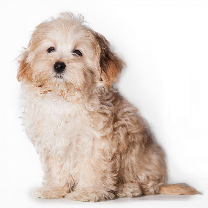 Мальтипу Микро