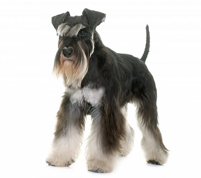 Цвергшнауцер