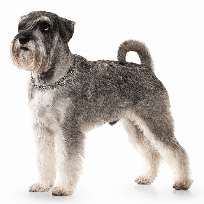 Миттельшнауцер