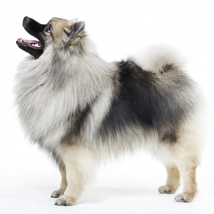 Шпиц средний (немецкий тип)