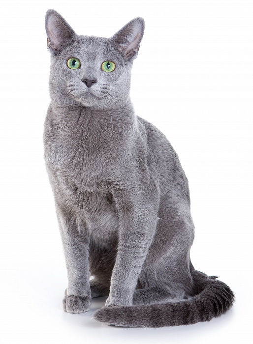 Русская голубая кошка