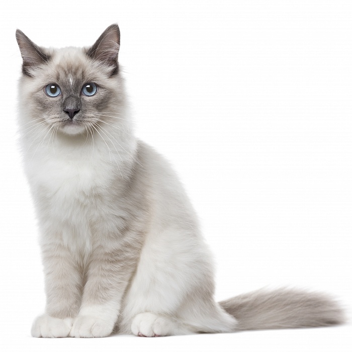Невская маскарадная кошка