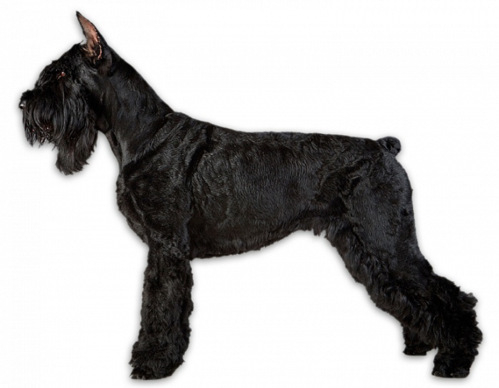 Ризеншнауцер